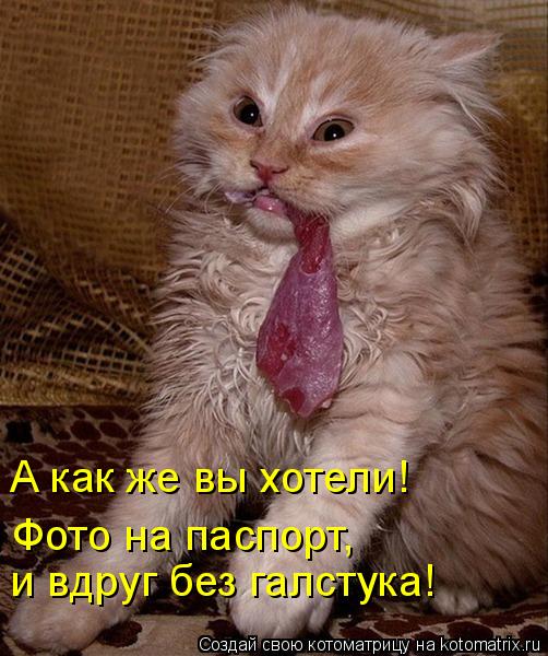 Фото на паспорт, и вдруг без галстука! А как же вы хотели!... Котоматрица: Фото на паспорт, и вдруг без галстука! А как же вы хотели!