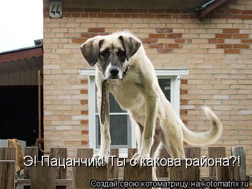 Э! Пацанчик! Ты с какова района?!... Котоматрица: Э! Пацанчик! Ты с какова района?!