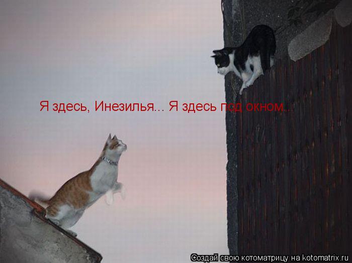 Я здесь, Инезилья... Я здесь под окном...... Котоматрица: Я здесь, Инезилья... Я здесь под окном...