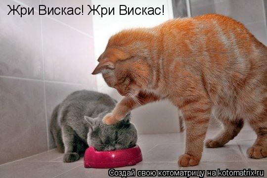 Жри Вискас! Жри Вискас!... Котоматрица: Жри Вискас! Жри Вискас!