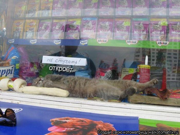 откроет... Котоматрица: откроет