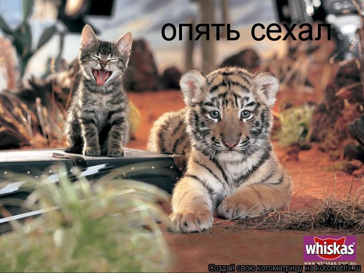 опять сехал... Котоматрица: опять сехал