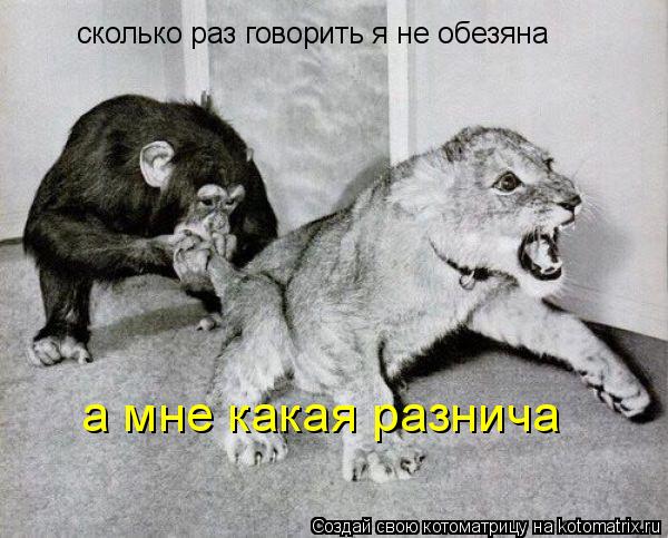 сколько раз говорить я не обезяна а мне какая разнича... Котоматрица: сколько раз говорить я не обезяна а мне какая разнича