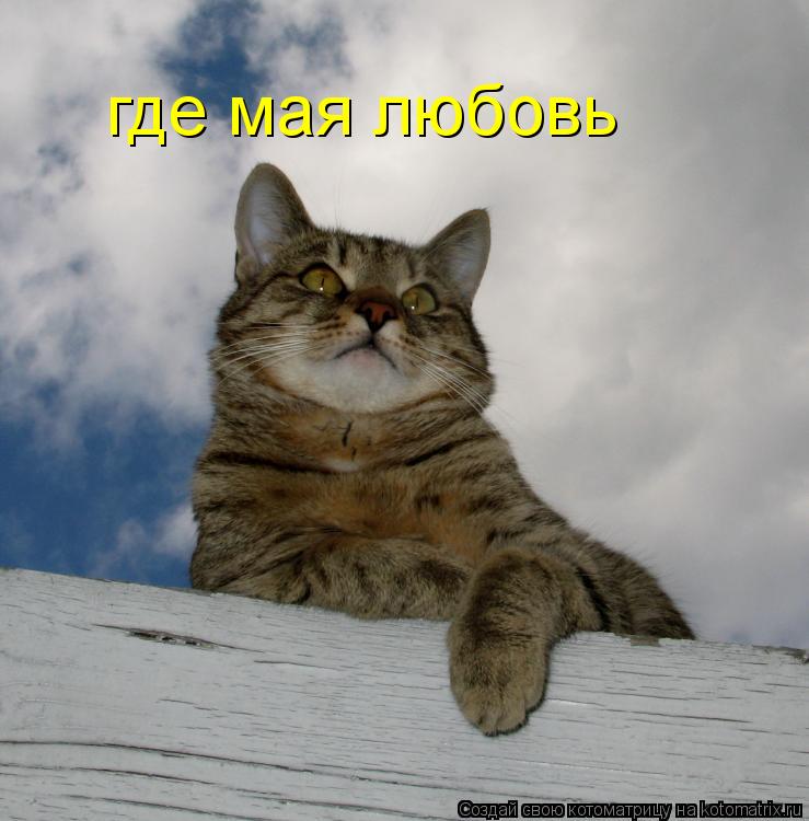 где мая любовь... Котоматрица: где мая любовь