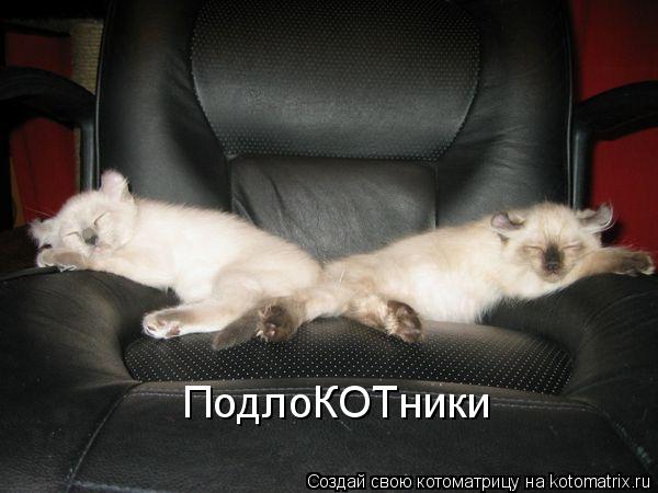 ПодлоКОТники... Котоматрица: ПодлоКОТники
