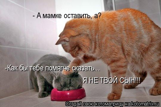 - А мамке оставить, а? -Как бы тебе помягче сказать... Я НЕ ТВОЙ СЫН!!!... Котоматрица: - А мамке оставить, а? -Как бы тебе помягче сказать... Я НЕ ТВОЙ СЫН!!!