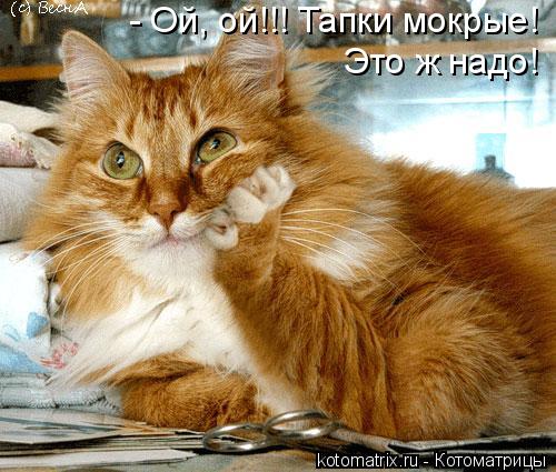 - Ой, ой!!! Тапки мокрые! Это ж надо!... Котоматрица: - Ой, ой!!! Тапки мокрые! Это ж надо!