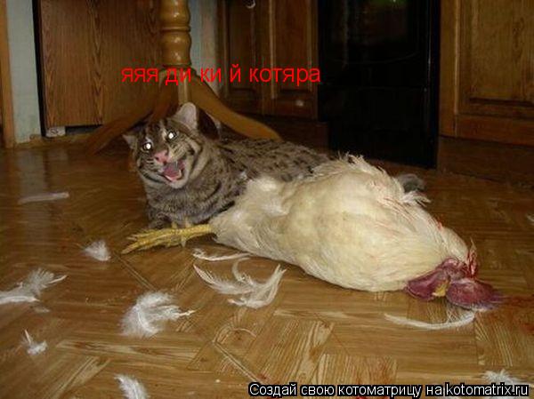 яяя ди ки й котяра... Котоматрица: яяя ди ки й котяра