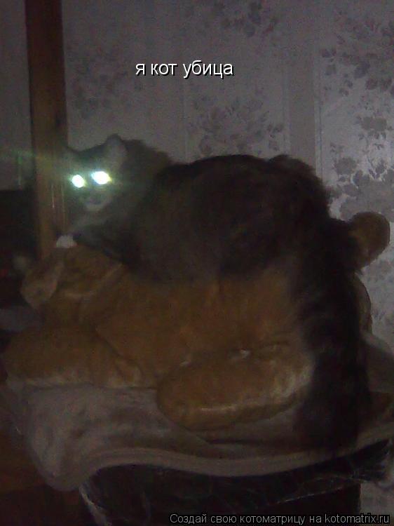 я кот убица... Котоматрица: я кот убица