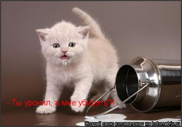- Ты уронил, а мне убирать?!... Котоматрица: - Ты уронил, а мне убирать?!