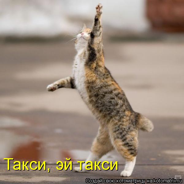 Такси, эй такси... Котоматрица: Такси, эй такси