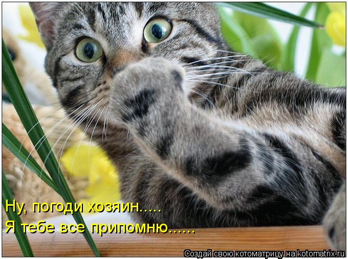 Ну, погоди хозяин..... Я тебе все припомню......... Котоматрица: Ну, погоди хозяин..... Я тебе все припомню......