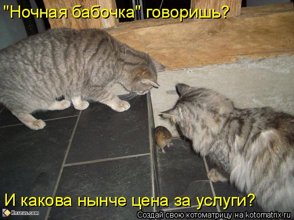 "Ночная бабочка" говоришь? И какова нынче цена за услуги?... Котоматрица: "Ночная бабочка" говоришь? И какова нынче цена за услуги?