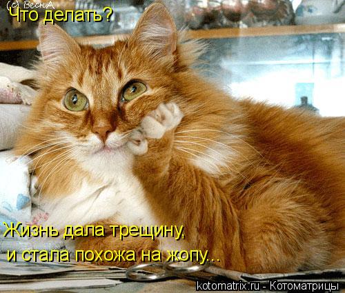 Что делать? Жизнь дала трещину, и стала похожа на жопу...... Котоматрица: Что делать? Жизнь дала трещину, и стала похожа на жопу...
