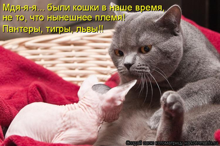Мдя-я-я... были кошки в наше время, не то, что нынешнее племя! Пантеры, тигры, львы!!... Котоматрица: Мдя-я-я... были кошки в наше время, не то, что нынешнее племя! Пантеры, тигры, львы!!