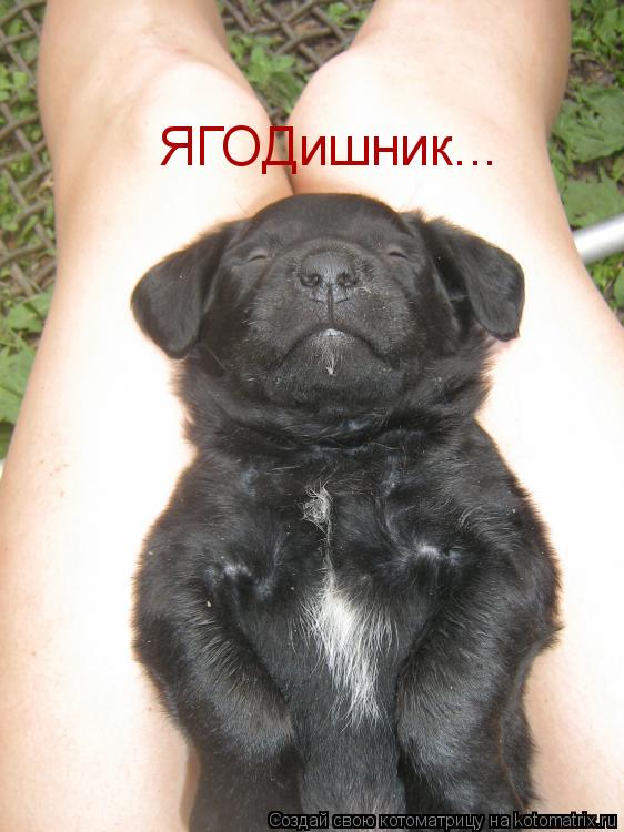 ЯГОДишник...... Котоматрица: ЯГОДишник...