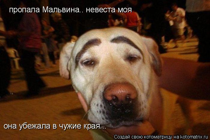 пропала Мальвина.. невеста моя она убежала в чужие края...... Котоматрица: пропала Мальвина.. невеста моя она убежала в чужие края...