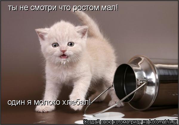 ты не смотри что ростом мал! один я молоко хлебал!... Котоматрица: ты не смотри что ростом мал! один я молоко хлебал!
