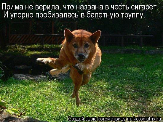 Прима не верила, что названа в честь сигарет. И упорно пробивалась в балетную труппу.... Котоматрица: Прима не верила, что названа в честь сигарет. И упорно пробивалась в балетную труппу.