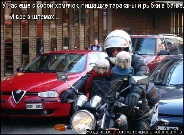 У нас еще с собой хомячок, пищащие тараканы и рыбки в банке. И все в шлемах...... Котоматрица: У нас еще с собой хомячок, пищащие тараканы и рыбки в банке. И все в шлемах...