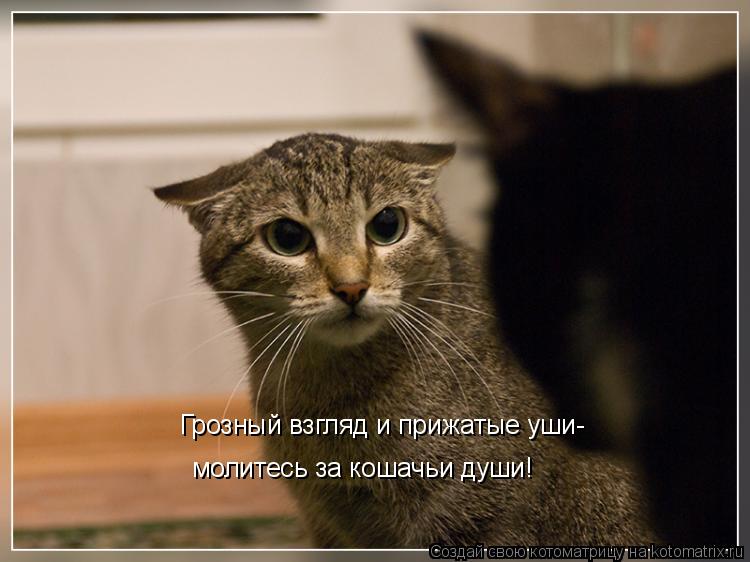 Грозный взгляд и прижатые уши- молитесь за кошачьи души!... Котоматрица: Грозный взгляд и прижатые уши- молитесь за кошачьи души!