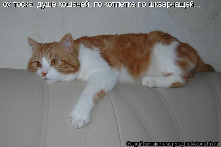ох тоска душе кошачей, по котлетке по шкварчащей...... Котоматрица: ох тоска душе кошачей, по котлетке по шкварчащей...
