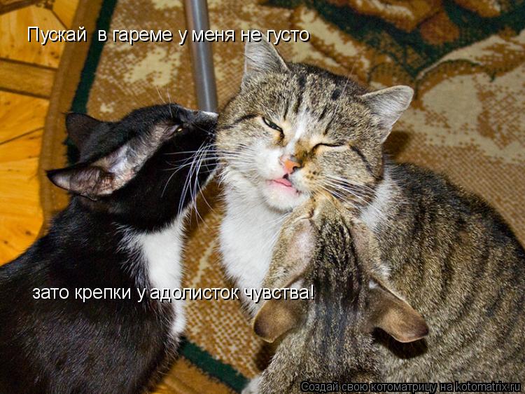 зато крепки у адолисток чувства! Пускай в гареме у меня не густо... Котоматрица: зато крепки у адолисток чувства! Пускай в гареме у меня не густо
