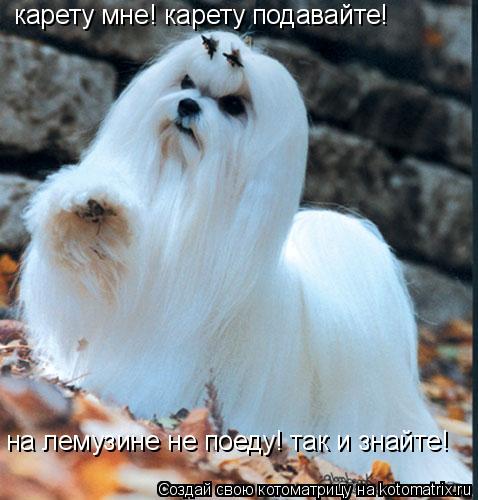 карету мне! карету подавайте! на лемузине не поеду! так и знайте!... Котоматрица: карету мне! карету подавайте! на лемузине не поеду! так и знайте!