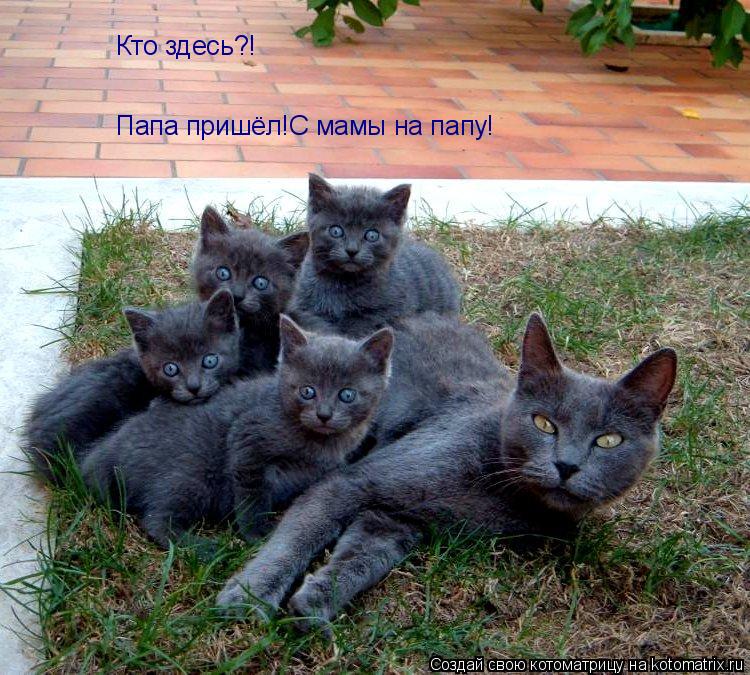 Папа пришёл!С мамы на папу! Кто здесь?!... Котоматрица: Папа пришёл!С мамы на папу! Кто здесь?!