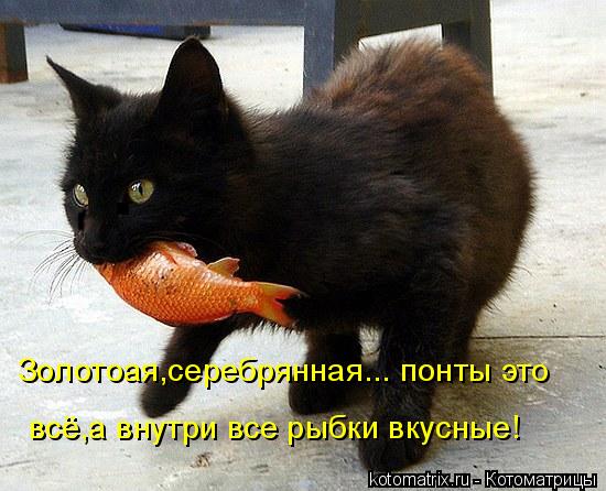 Золотоая,серебрянная... понты это всё,а внутри все рыбки вкусные!... Котоматрица: Золотоая,серебрянная... понты это всё,а внутри все рыбки вкусные!
