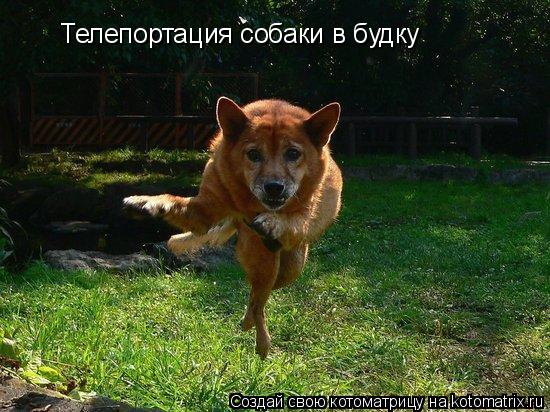 Телепортация собаки в будку... Котоматрица: Телепортация собаки в будку