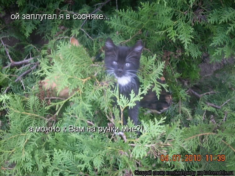 ой заплутал я в сосняке... а можно к Вам на ручки мне?!...... Котоматрица: ой заплутал я в сосняке... а можно к Вам на ручки мне?!...