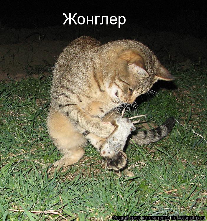 Жонглер... Котоматрица: Жонглер