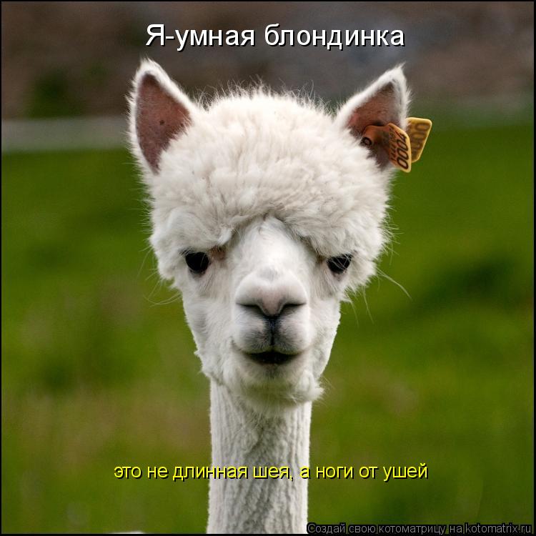 Я-умная блондинка это не длинная шея, а ноги от ушей... Котоматрица: Я-умная блондинка это не длинная шея, а ноги от ушей