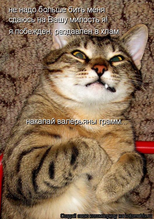 не надо больше бить меня сдаюсь на Вашу милость я! я побежден, раздавлен в хлам накапай валерьяны гра... Котоматрица: не надо больше бить меня сдаюсь на Вашу милость я! я побежден, раздавлен в хлам накапай валерьяны грамм...