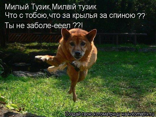 Милый Тузик,Милый тузик Что с тобою,что за крылья за спиною ?? Ты не заболе-ееел ??!... Котоматрица: Милый Тузик,Милый тузик Что с тобою,что за крылья за спиною ?? Ты не заболе-ееел ??!