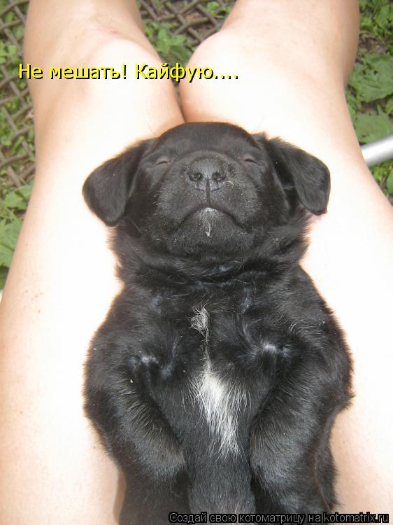 Не мешать! Кайфую....... Котоматрица: Не мешать! Кайфую....