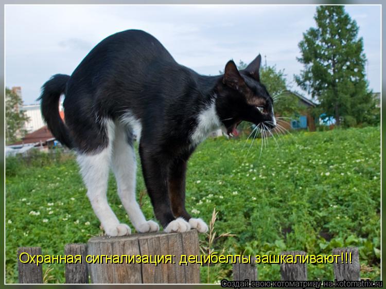 Охранная сигнализация: децибеллы зашкаливают!!!... Котоматрица: Охранная сигнализация: децибеллы зашкаливают!!!