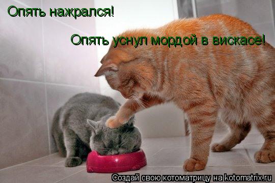 Опять нажрался! Опять уснул мордой в вискасе!... Котоматрица: Опять нажрался! Опять уснул мордой в вискасе!
