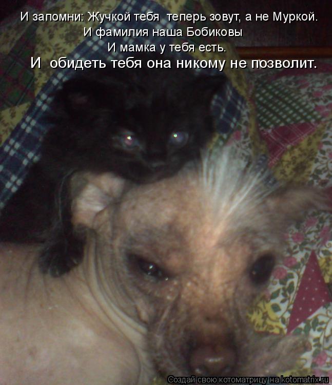И фамилия наша Бобиковы И запомни: Жучкой тебя теперь зовут, а не Муркой. И мамка у тебя есть. И ... Котоматрица: И фамилия наша Бобиковы И запомни: Жучкой тебя теперь зовут, а не Муркой. И мамка у тебя есть. И обидеть тебя она никому не позволит.