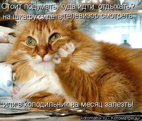 Стоит подумать, куда идти отдыхать? на шкафу сидеть, телевизор смотреть или в холодильник на месяц з... Котоматрица: Стоит подумать, куда идти отдыхать? на шкафу сидеть, телевизор смотреть или в холодильник на месяц залезть!