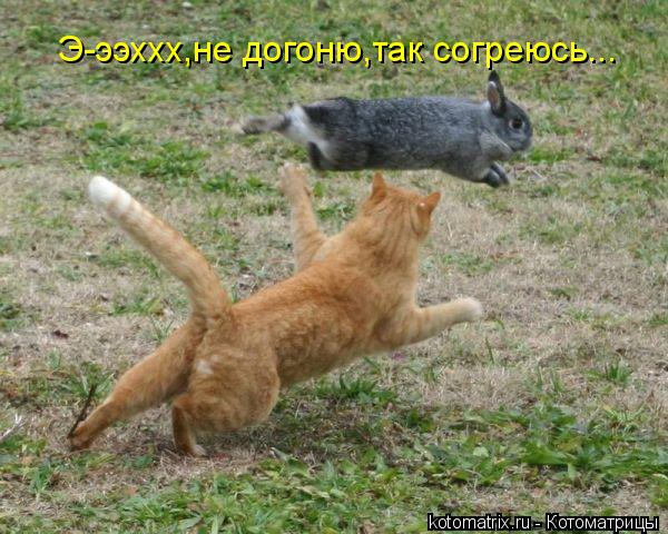 Э-ээххх,не догоню,так согреюсь...... Котоматрица: Э-ээххх,не догоню,так согреюсь...