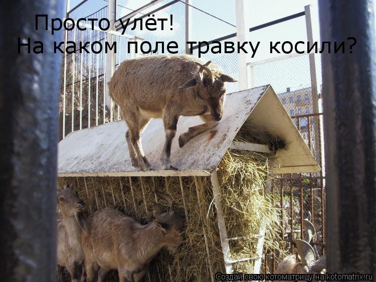 Просто улёт! С какого поля траву косили??? Просто улёт! На каком поле травку косили?... Котоматрица: Просто улёт! С какого поля траву косили??? Просто улёт! На каком поле травку косили?