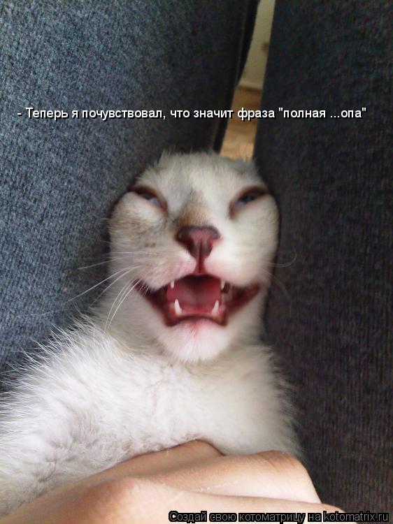 - Теперь я почувствовал, что значит фраза "полная ...опа"... Котоматрица: - Теперь я почувствовал, что значит фраза "полная ...опа"