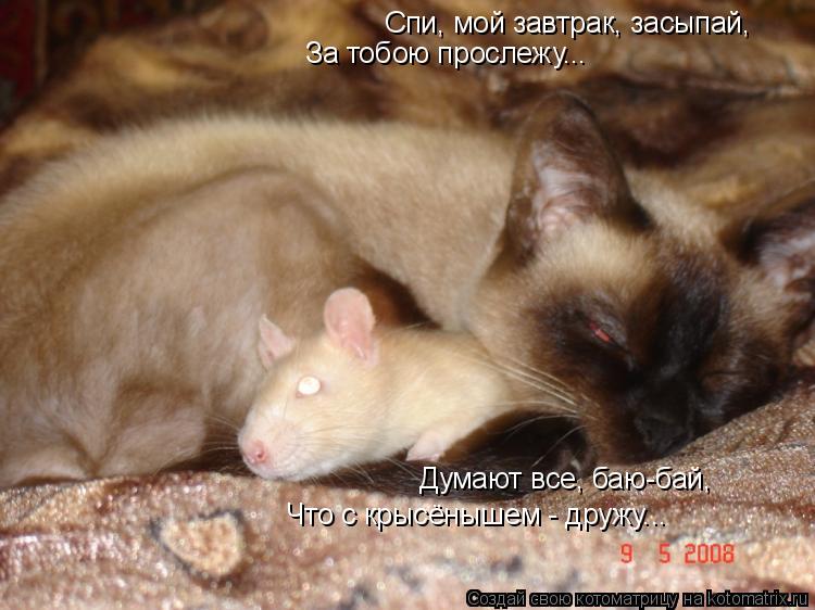 Котоматрица: Спи, мой завтрак, засыпай, За тобою прослежу... Думают все, баю-бай, Что с крысёнышем - дружу...