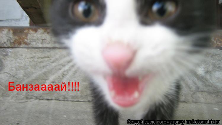 Банзаааай!!!!... Котоматрица: Банзаааай!!!!