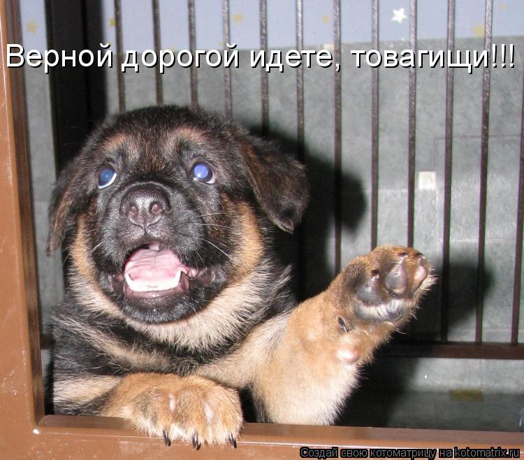 Верной дорогой идете, товагищи!!!... Котоматрица: Верной дорогой идете, товагищи!!!