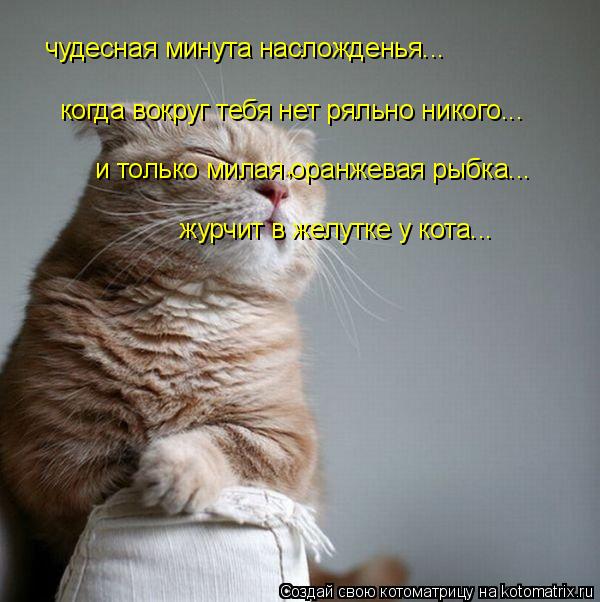 чудесная минута насложденья... когда вокруг тебя нет ряльно никого... журчит в желутке у кота... и то... Котоматрица: чудесная минута насложденья... когда вокруг тебя нет ряльно никого... журчит в желутке у кота... и только милая оранжевая рыбка... ,