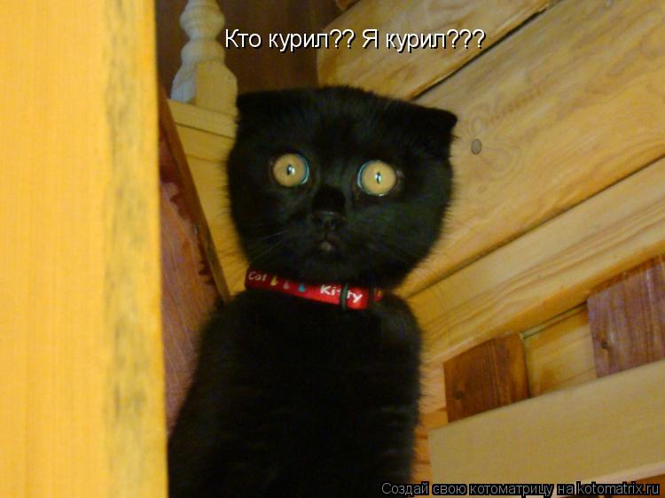 Кто курил?? Я курил???... Котоматрица: Кто курил?? Я курил???