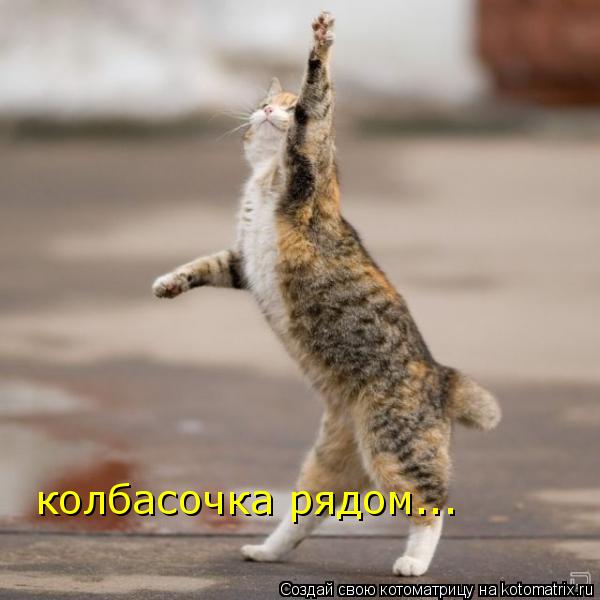 колбасочка рядом...... Котоматрица: колбасочка рядом...